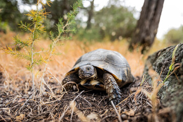 (Selective focus) Stunning view of a Sardinian Marginated Tortoise walking in the wild. The...