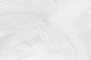 Obraz premium white feather texture background,pastel soft fur for baby to sleep.