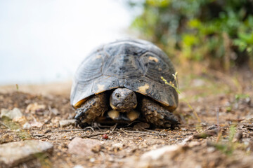(Selective focus) Stunning view of a Sardinian Marginated Tortoise walking in the wild. The marginated tortoise (Testudo marginata) is a species of tortoise in the family Testudinidae.