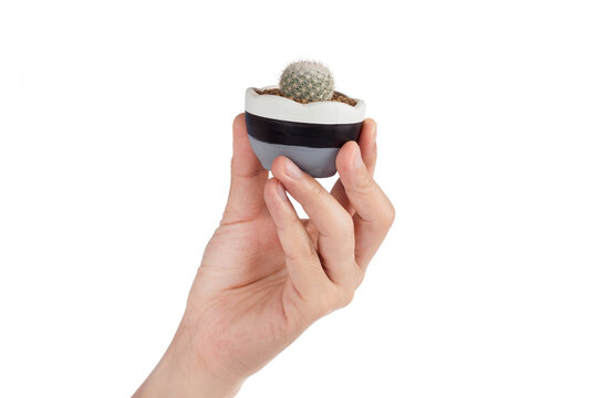 hand raised notocactus scopa cactus pots