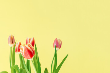 Beautiful red tulips on a yellow background. Fresh spring flowers. Copy space for text. Floral summer concept.