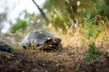 (Selective focus) Stunning view of a Sardinian Marginated Tortoise walking in the wild. The marginated tortoise (Testudo marginata) is a species of tortoise in the family Testudinidae.