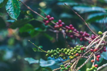 Ripe Red coffee bean berry plant fresh seed coffee tree growth in green eco organic farm. Close up red ripe seed robusta arabica berries harvest for  coffee garden. Fresh coffee bean green leaf bush