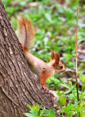 Squirrels in spring in Siberia. A young squirrel comes down the trunk of a tree. Nature of the Novosibirsk region, Russia