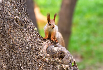 Squirrels in spring in Siberia. A young squirrel sits on a tree trunk. Nature of the Novosibirsk region, Russia
