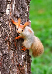 Squirrels in spring in Siberia. A young squirrel caught on the bark of a birch tree. Nature of the Novosibirsk region, Russia