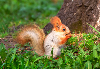 Squirrels in spring in Siberia. A young squirrel eats in the green grass. Nature of the Novosibirsk region, Russia
