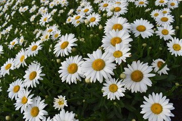 White daisies close-up and for backgrounds. Many beautiful flowers with yellow center, white petals and lushous green stems and leaves.