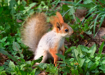 Squirrels in spring in Siberia. The squirrel stands in the thick grass in profile. Nature of the Novosibirsk region, Russia