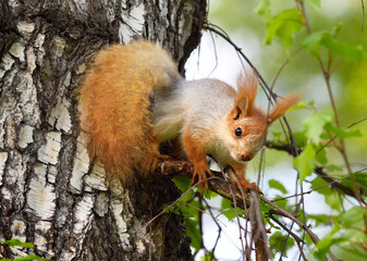 Squirrels in spring in Siberia. A squirrel sits in the branches of a birch tree. Nature of the Novosibirsk region, Russia