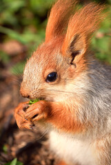 Squirrels in spring in Siberia. Close-up portrait of a red squirrel. Nature of the Novosibirsk region, Russia