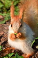 Squirrels in spring in Siberia. Close-up portrait of a red squirrel. Nature of the Novosibirsk region, Russia