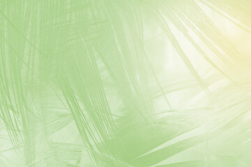 Beautiful feather color light green pastel pattern texture background