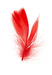 Beautiful red feather isolated on white background