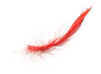 Beautiful red orange feather isolated on white background