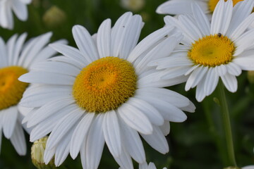 Obraz premium White daisies close-up and for backgrounds. Many beautiful flowers with yellow center, white petals and lushous green stems and leaves.