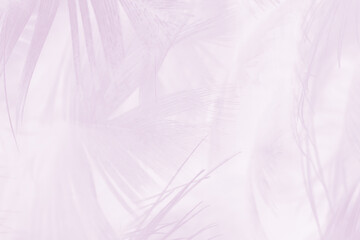 Fototapeta na wymiar Beautiful soft purple violet feather texture background, pastel trends color