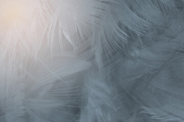 Beautiful black baby blue colors tone feather pattern texture cool background for decorative design wallpaper and other