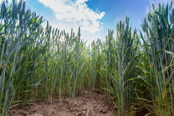 field of wheat, green fresh plant background