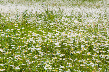 Fototapeta premium Daisy flowers field, large group of chamomiles