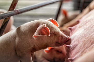 Closeup baby pig sucking mother pig in hog farms, animal and Pig industry