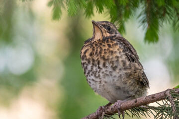 A fieldfare chick, Turdus pilaris, has left the nest and is sitting on a branch. A chick of fieldfare sitting and waiting for a parent on a branch.