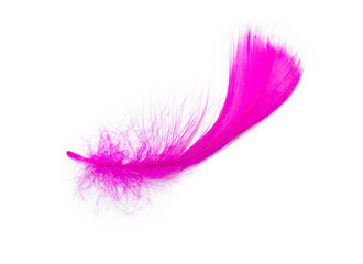 Beautiful pink magenta feather isolated on white background