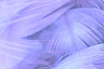 Beautiful violet feather texture background, pastel trends color