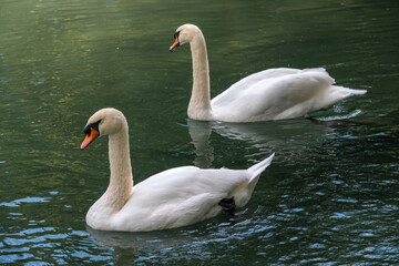 Two graceful white swans swim in the dark water.