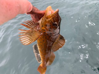 Red rockfish caught in the Puget Sound with outstretched spiky fins