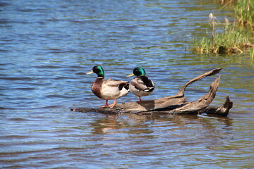 Mallards On The Log, Pylypow Wetlands, Edmonton, Alberta
