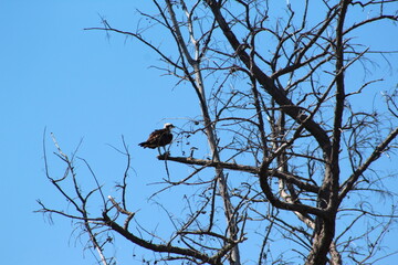 Osprey bird in a tree