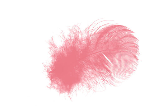 coral pink feather isolated on white background