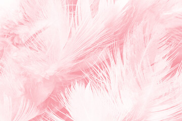 Obraz premium Beautiful light pink feather pattern texture background