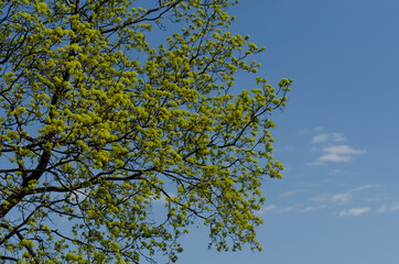 flowering maple in May, sky