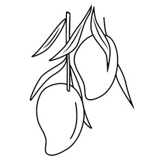 Mango on a branch with leaves. For the design of social networks, web, advertising, banners, menus, recipes. Vector outline hand drawn illustration in doodle style