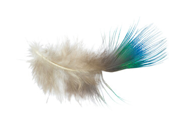  Beautiful green peacock feather isolated on white backgroun
