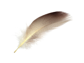  Beautiful eagle feather isolated on white background