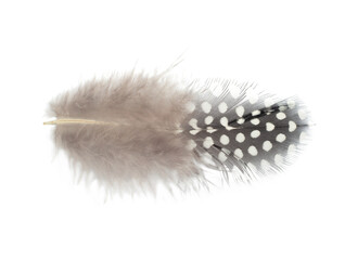 Beautiful Guineafowl feather isolated on white background