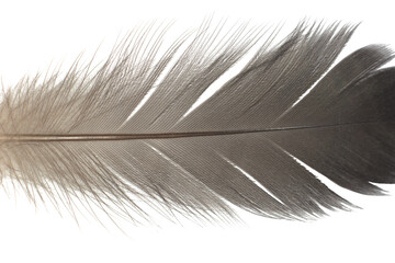Beautiful black feather isolated on white background