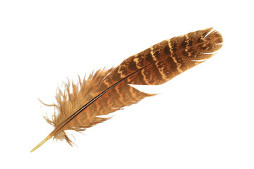 Beautiful eagle feather isolated on white background