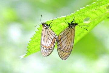 Yellow Coster Butterfly mating on nature background in Thailand and Southeast-Asia.   
