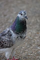 paloma de Chiapas en el centro de la ciudad de Tuxtla Gutiérrez 