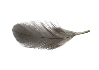 Fototapeta na wymiar Beautiful feather isolated on white background