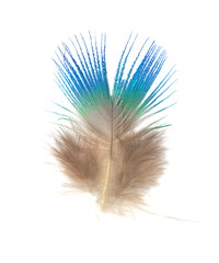Beautiful green peacock feather isolated on white background