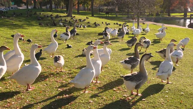 Geese and ducks on the green shore of the lake pinching grass