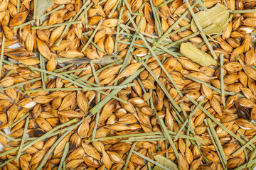 roasted barley and Dehydrated horsetail plant of different kind from pils to roasted. Top view. Macro Photography.