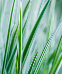 Decorative green and white striped grass. Arrhenatherum elatius bulbosum variegatum. Soft focus. Natural background.