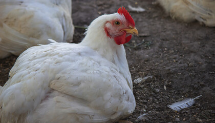 Small chicken coop and fenced area for chickens. Nature