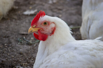 Small chicken coop and fenced area for chickens. Nature